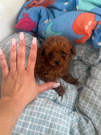 Barboncino red maschio mini toy