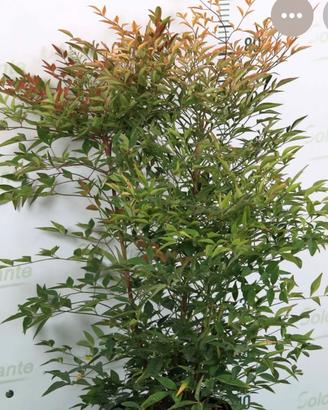 Piante di nandina domestica