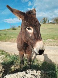 Asino Maschio Ragusano