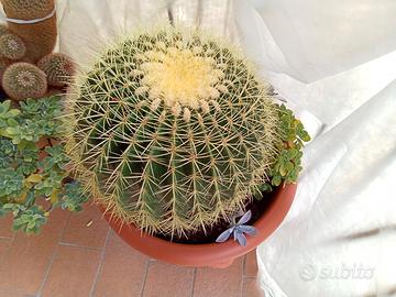 cactus Kroenleinia Grusoniii