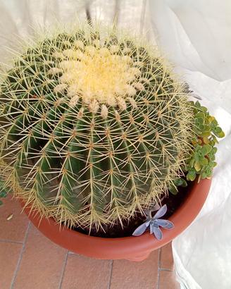 cactus Kroenleinia Grusoniii