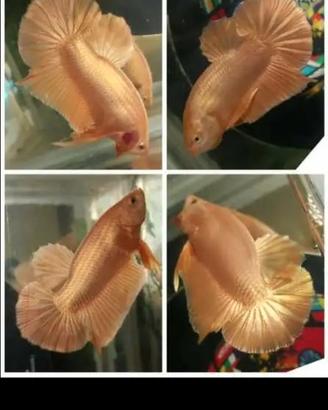 Betta