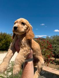 Cocker spaniel cuccioli