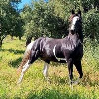 Puledro barockpinto x sella italiano
