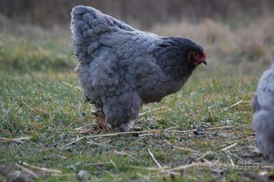 Gallina Brahma blu