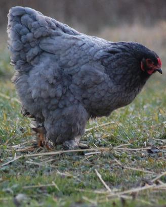 Gallina Brahma blu