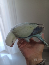 Parrocchetto monaco snow acqua femmina