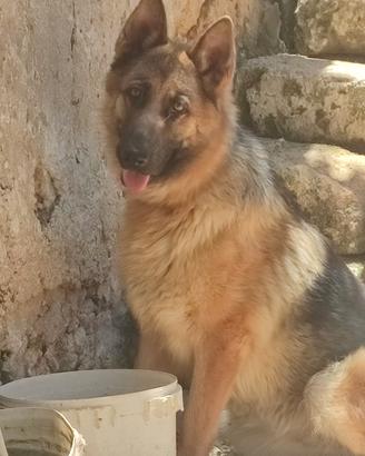 cane da pastore tedesco