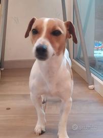 Jack Russell terrier
