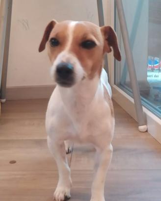 Jack Russell terrier