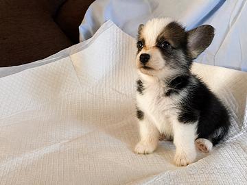Cuccioli di tipologia Welsh Corgi Pembroke