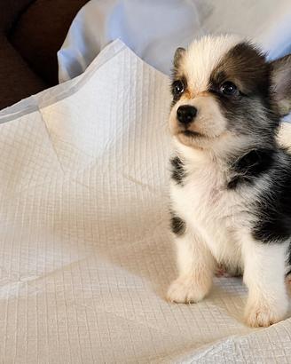 Cuccioli di tipologia Welsh Corgi Pembroke