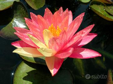 pianta di ninfea  WANVISA