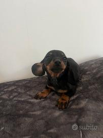 Cucciola bassotto nero focata