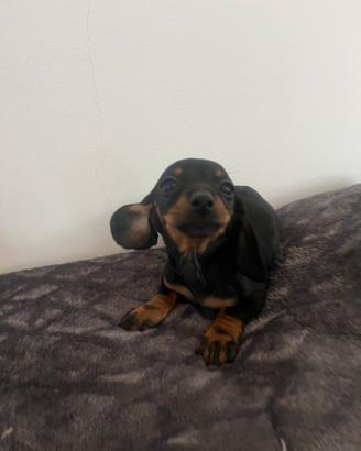 Cucciola bassotto nero focata