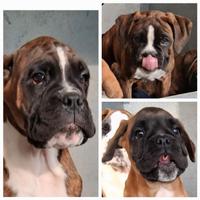 Boxer cuccioli