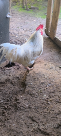 Gallo e galletti