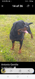 Rottweiler