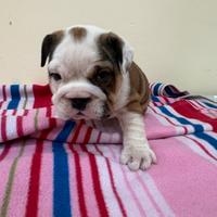 Bulldog inglese