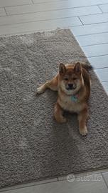 Cucciolo Shiba Inu