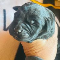 Cuccioli di Labrador