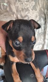 Cucciolo pinscher nero focato
