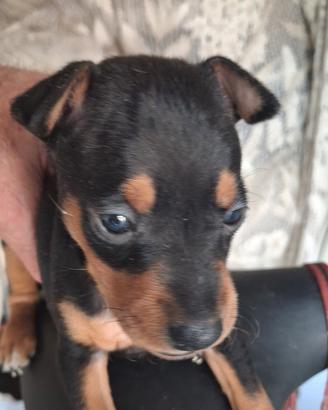Cucciolo pinscher nero focato