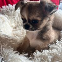 Chihuahua con pedigree Enci