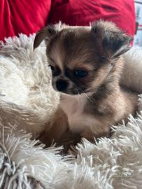 Chihuahua con pedigree Enci