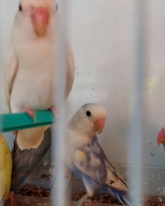 Inseparabili agapornis roseicollis 2024