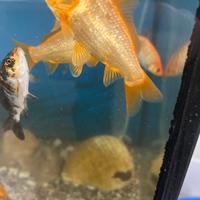 Carpe koi 12 cm