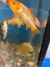 Carpe koi 12 cm