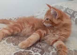 Simil maine coon
