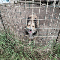 Regalisi cane metticcio pastore di Alagna