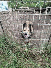 Regalisi cane metticcio pastore di Alagna