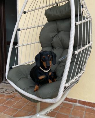 Bassotto per Monta