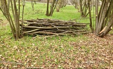 legna nocciolo da ardere