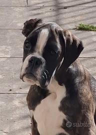 Cucciola boxer tigrata