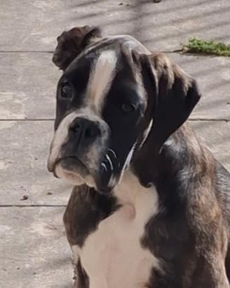 Cucciola boxer tigrata