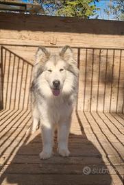 Alaskan malamute