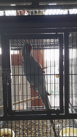 Parrocchetto dal collare