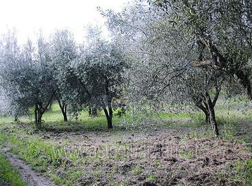 Terreno Agricolo Vetralla [A4355356]