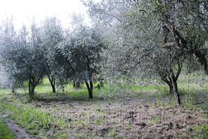 Terreno Agricolo Vetralla [A4355356]