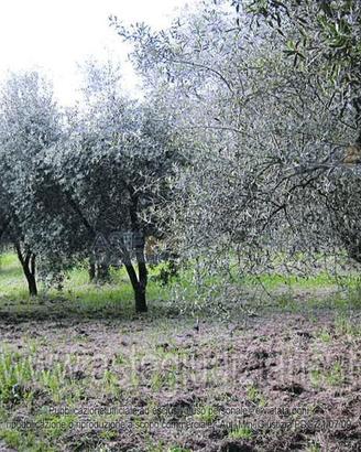 Terreno Agricolo Vetralla [A4355356]