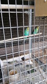 Cocorite maschi