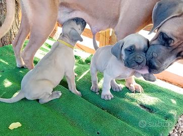 Cuccioli cane Corso