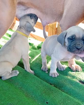 Cuccioli cane Corso
