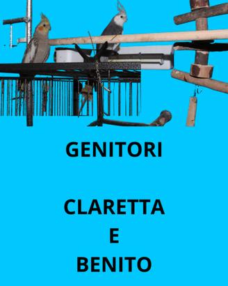 Calopsiti