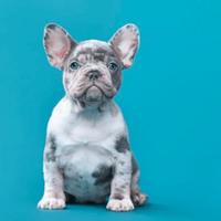Cuccioli di bulldog francese disponibili ora