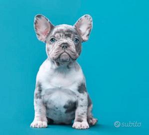 Cuccioli di bulldog francese disponibili ora
